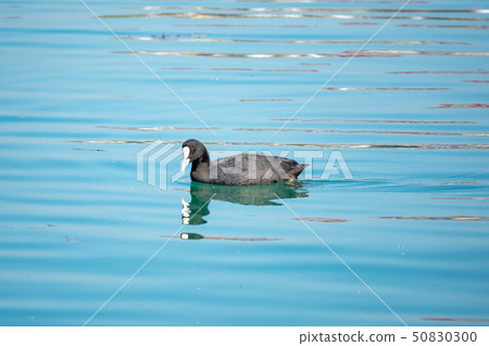 Black duck Eurasian coot Fulica atra 50830300