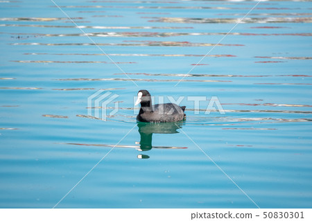 Black duck Eurasian coot Fulica atra 50830301