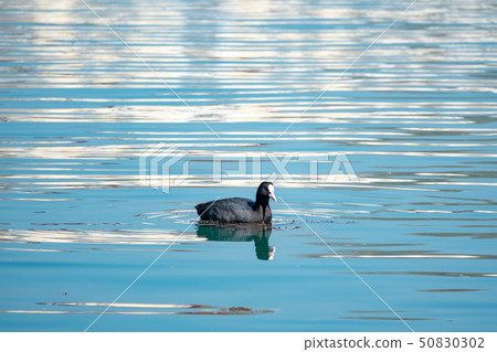 Black duck Eurasian coot Fulica atra Black duck Eurasian coot Fulica atra 50830302