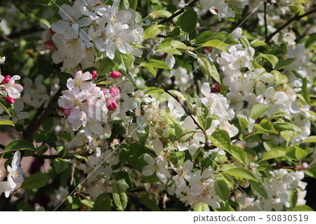 Apple blossoms blooming in the garden of Cheverny Castle brother Apple blossoms blooming in the garden of Cheverny Castle brother 50830519