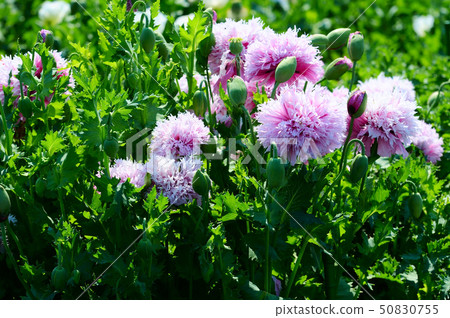 Poppy Poppy 50830755