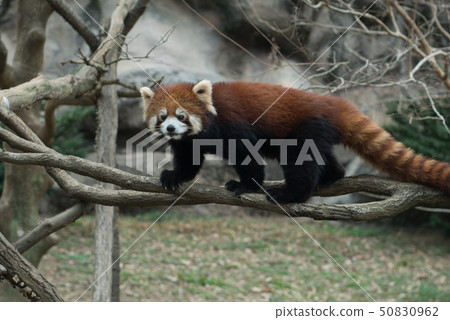 Red panda on the trees Red panda on the trees 50830962