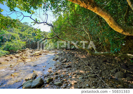 Jungle of Yutsun River Jungle of Yutsun River 50831383