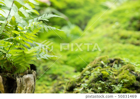 Beautiful Bright Green moss grown up cover Beautiful Bright Green moss grown up cover 50831469