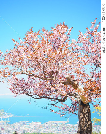 Otaru Tenguzan One Honzakura 50831498