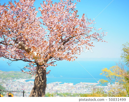 Otaru Tenguzan One Honzakura 50831499