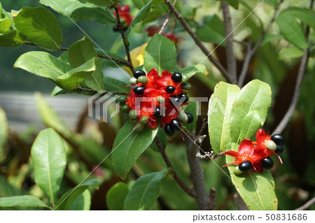 Okuna Khaki 50831686