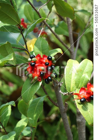 Okuna Khaki 50831687