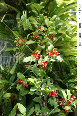 Okuna Khaki 50831688