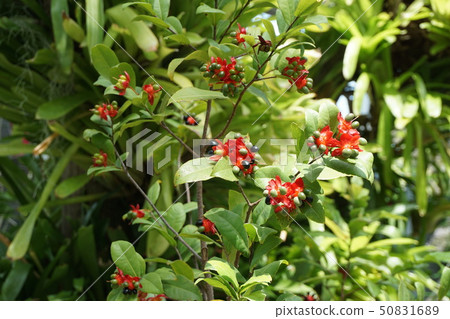 Okuna Khaki 50831689