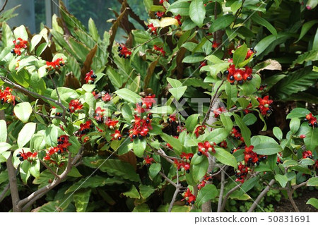 Okuna Khaki 50831691