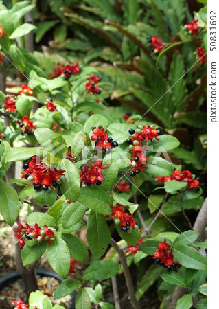 Okuna Khaki 50831692