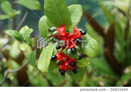 Okuna Khaki Okuna Khaki 50831694