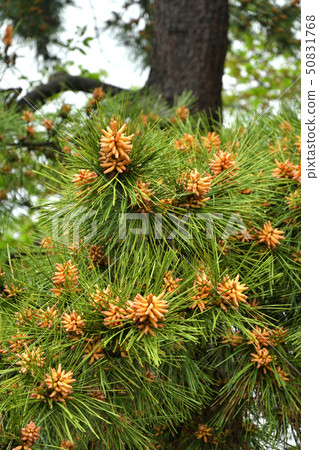 樹:Pinus thunbergii Pinus 樹:Pinus thunbergii Pinus 50831768