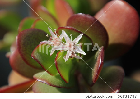 金花樹花 50831788