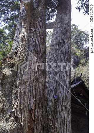 Gunma Prefecture Takasaki-shi Kuwana-cho Kuwana Shrine Big wood of cedar Yadate cedar Yadate cedar Gunma Prefecture Takasaki-shi Kuwana-cho Kuwana Shrine Big wood of cedar Yadate cedar Yadate cedar 50831799