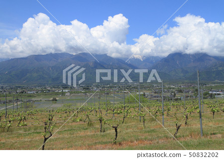 Vineyard of May 50832202