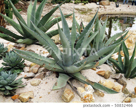 台中霧峰林家宅園 50832466