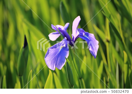 Omuta City Suwa Park Hanasu 50832470