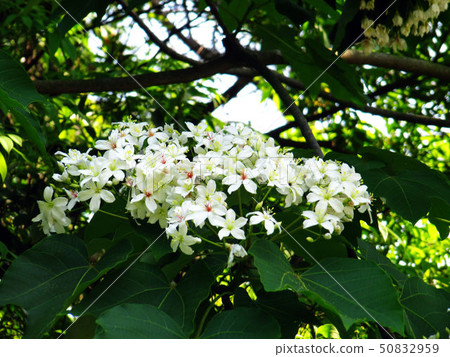 桐花 桐花 50832959