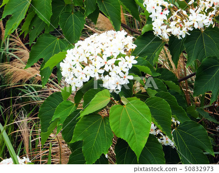 桐花 桐花 50832973