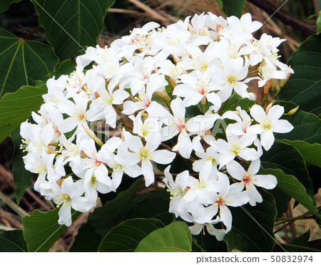 桐花 桐花 50832974