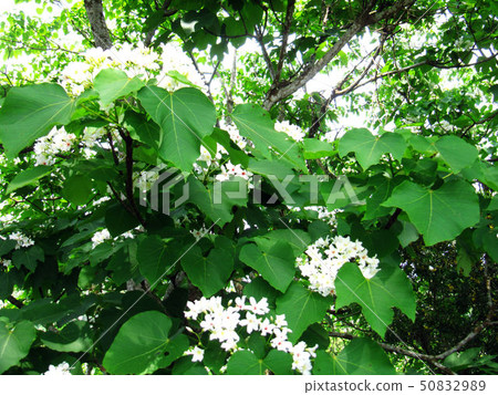 桐花 桐花 50832989
