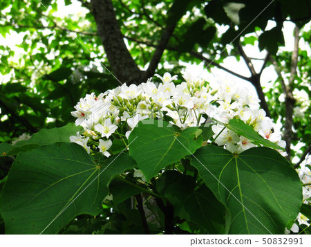桐花 50832991