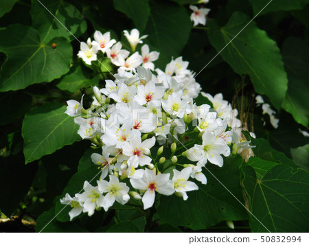 桐花 桐花 50832994