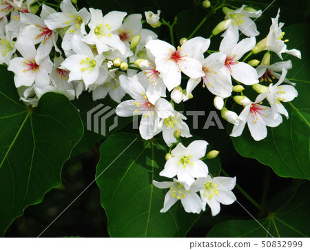 桐花 桐花 50832999