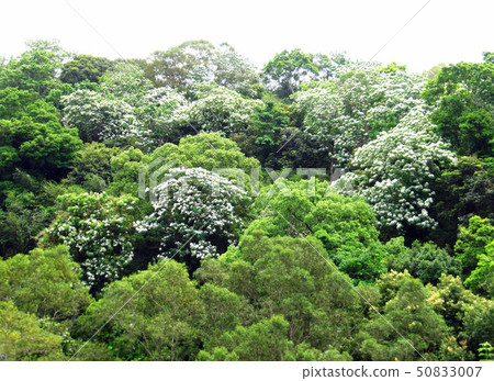 Tung flower Tung flower 50833007