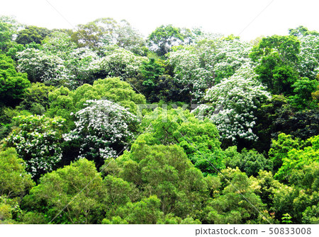 Tung flower Tung flower 50833008