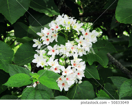 桐花 50833049