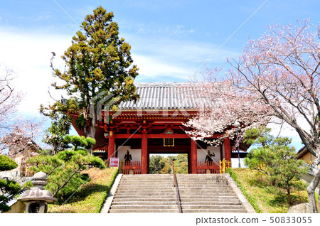 Shifufukuji寺南大門和櫻花 50833055