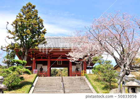 Shifufukuji寺南大門和櫻花 50833056