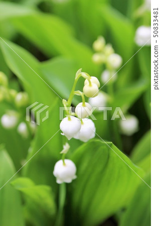 Lily of the valley Lily of the valley 50833481