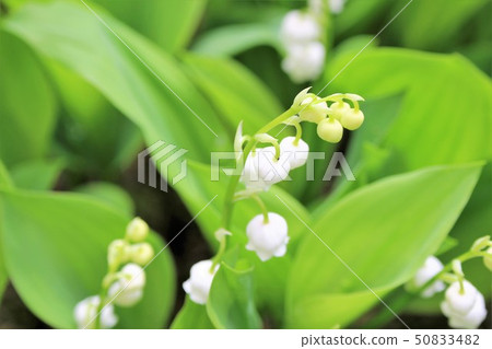 Lily of the valley Lily of the valley 50833482