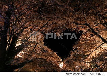 Spring Hirosaki Park Spring Hirosaki Park 50833635