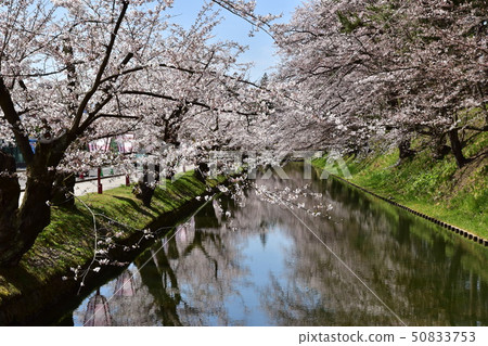 弘前城堡公園 弘前城堡公園 50833753