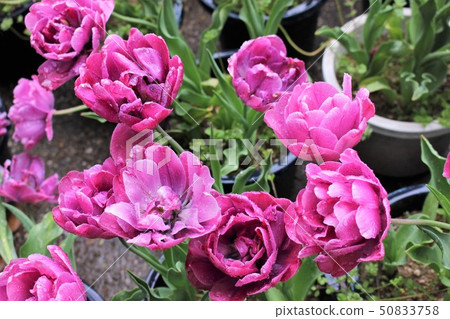 Chuurip Chuurip 50833758