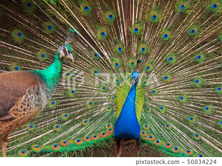 孔雀男性和女性 50834224