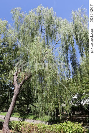 Willow 50834267