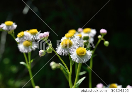 哈利恩花 哈利恩花 50834305
