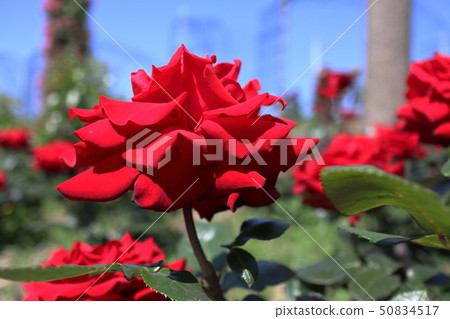Wakaen Park rose red 50834517