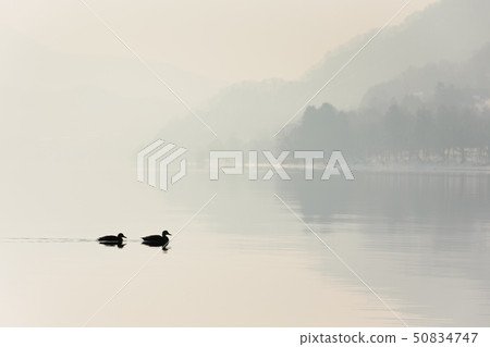 日本/北海道洞爺湖,冬天的景色 日本/北海道洞爺湖,冬天的景色 50834747