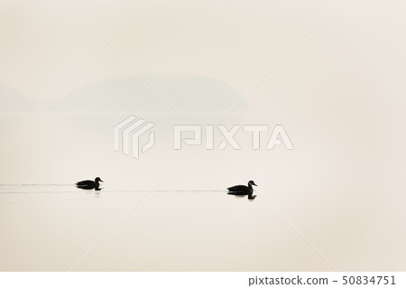 Japan / Hokkaido Toyako, winter scenery 50834751