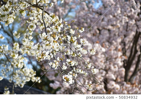 岡山縣瀨戶內市西部盛開的白色野櫻桃花 岡山縣瀨戶內市西部盛開的白色野櫻桃花 50834932