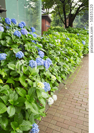 Hydrangea flower Hydrangea flower 50835120