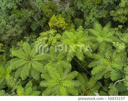 Fresh green forest 50835237