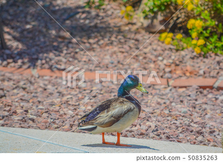 Mallard Duck (Anas Platyrhynchos) resting poolside 50835263